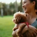 5 Fundamental Tips for First-Time Dog Owners to Know