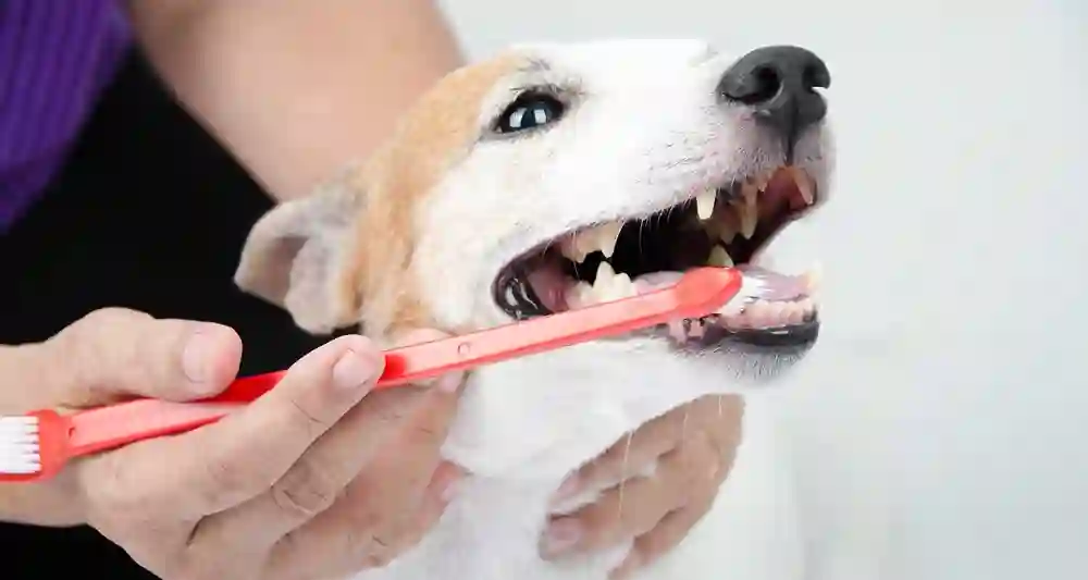 How to Properly Care for Your Pet’s Teeth and Gums