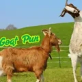 Goat Puns That’ll Have Your Whole Herd Laughing All Day