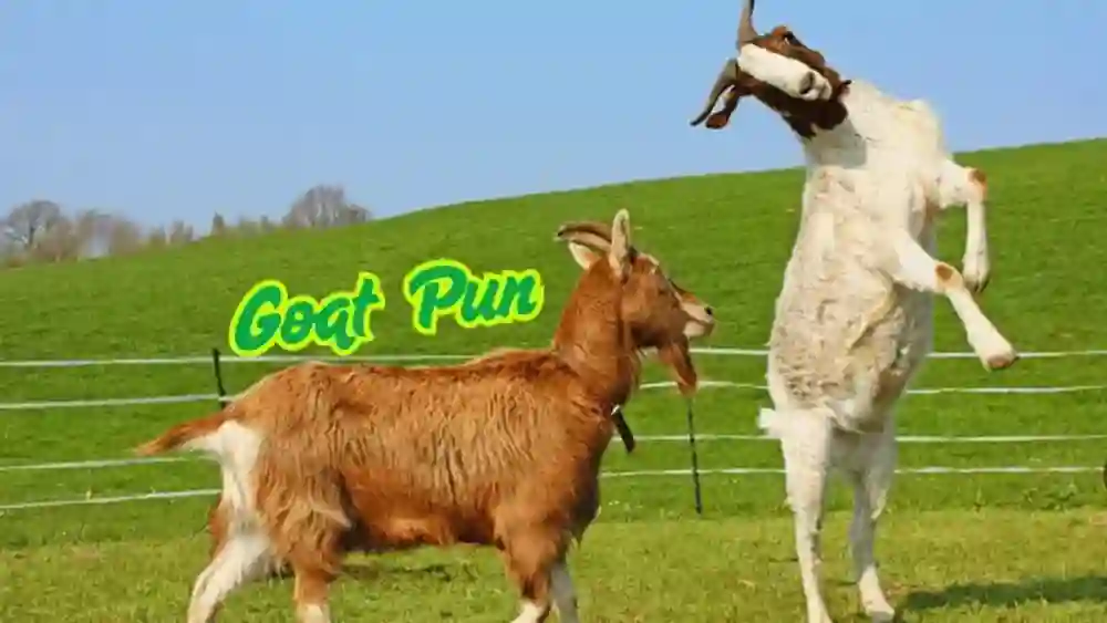 Goat Puns That’ll Have Your Whole Herd Laughing All Day